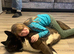 Proven American Akita stud
