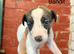 Whippet x collie pups