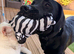 Highly trained 8 month old kc registered puppy