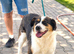 Florence "Flo" - Loving Medium-Sized Collie Shepherd Cross for Adoption