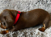 Absolutely gorgeous super miniature dachshunds