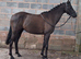 Handsome. gelding