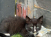 I have 5 beautiful kitten READY TO LEAVE