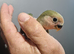 Baby love bird