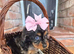 Health tested f1 cavapoo puppies
