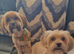 Lhasa Apso puppies