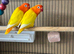Lutino birds for sale