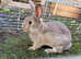 Yellow Male Rabbit