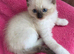 Ragdoll kitten,1 Male available.