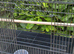 Bird cage 76cm L x 46H x 46 W collapsible cage with cage dividing grill to split into two cages