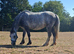 WELSH SEC A GELDING 5 YEARS OLD LEAD REIN PONY