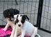 two beautiful jack russell girls