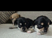 3 males jackawawa pups for sale