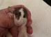 6-7 weeks old female rats