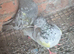 Pair of highflier for sale
