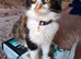 Beautiful willow norwegian forest cross maine coon
