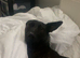 Belgian Shepard x Malinois