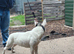 13 months old ingles male