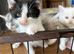 3 boy kittens READY TO LEAVE