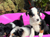 5 tri colour and blue Merle border collies looking for lovely homes