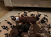 Beautiful Miniature Daschund