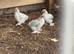 Lavender Pekin Bantam cockerels