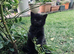 Adorable 8 Week Old Kittens Looking for Loving Homes