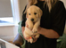 Golden retriever pups only 1 female 2 males available absolutely stunning litter ready to leave 11th august