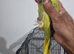 Beautiful rare ringneck talking parrot