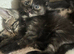 Kitten’s