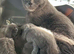 beautiful british blue shorthair