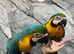 Friendly HandReared Cuddly Super Tame Blue & Gold Macaw Parrot,15