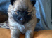 Adorable Pomeraniums