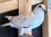Free racing pigeons