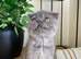 Scottish fold female