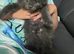 6 Maine Coon Kittens