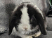 Male and female mini lops