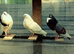ASSORTED FLYING POUTERS