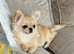 Quality long coat pedigree small chihuahua girl