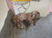 Gorgeous small dachshund puppies