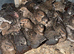 Chinese button quails