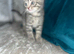 British short haired x kittens