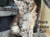 Pure Bred Maine Coon Kittens