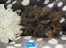 4 Boars available