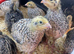 Fancy Jumbo Coloured Coturnix Hatching eggs