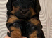 Beautiful litter of f1b cockapoo pups ready soon