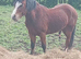 Looking for a loving home for jj