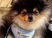 Rkc Pomeranian Puppy for sale