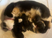 4 kittens