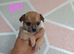 4 Chihuahua puppies